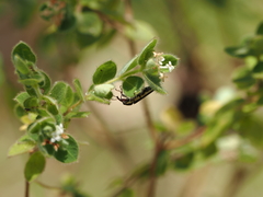 Belidae