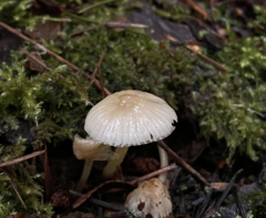 Mycena laevigata