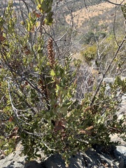 Escallonia pulverulenta