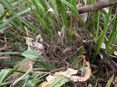 Dianella brevipedunculata