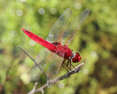 Urothemis aliena