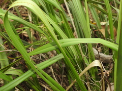 Dianella brevipedunculata