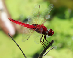 Urothemis aliena