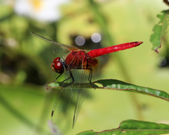 Aethriamanta nymphaeae