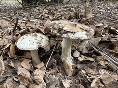 Amanita ocreata