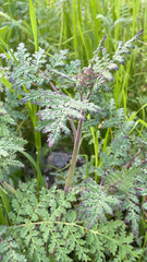 Phacelia tanacetifolia