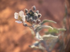 Dimorphocarpa wislizeni