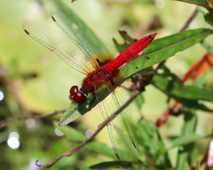 Aethriamanta nymphaeae