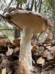 Amanita ocreata