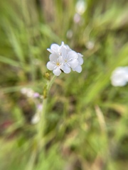 Plagiobothrys nothofulvus