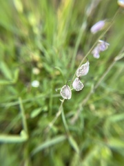 Thysanocarpus curvipes
