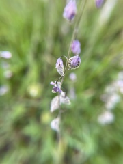 Thysanocarpus curvipes