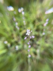 Thysanocarpus curvipes