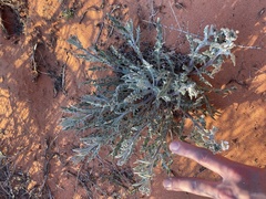 Dimorphocarpa wislizeni