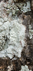 Pertusaria texana