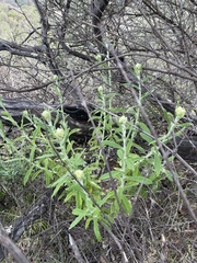 Pseudognaphalium biolettii