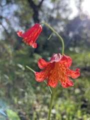 Fritillaria recurva