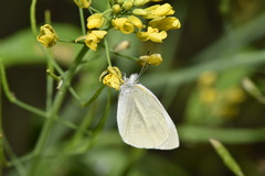 Pieris rapae crucivora