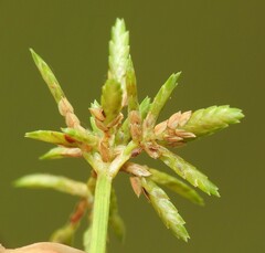 Cyperus trinervis