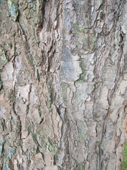 Vachellia sieberiana