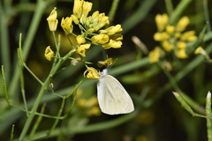 Pieris rapae crucivora