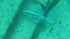 Parupeneus barberinus