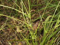 Cyperus trinervis