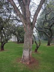 Vachellia sieberiana