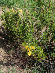 Diplacus longiflorus