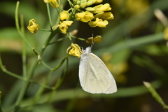 Pieris rapae crucivora
