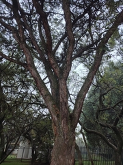 Vachellia sieberiana