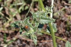 Helminthotheca echioides