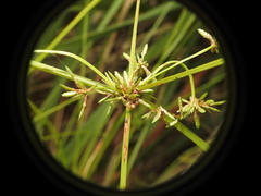 Cyperus trinervis