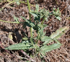 Helminthotheca echioides