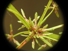 Cyperus trinervis