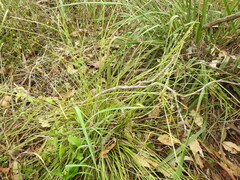 Cyperus trinervis