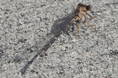 Argia moesta