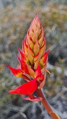 Disa ferruginea