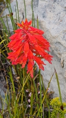 Disa ferruginea