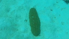 Stichopus herrmanni