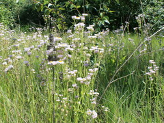 Erigeron philadelphicus