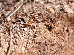 Solenopsis aurea