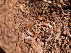 Solenopsis aurea