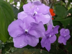 Brunfelsia grandiflora