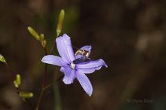 Agrostocrinum scabrum