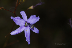 Agrostocrinum scabrum