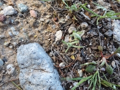 Myrmecocystus placodops