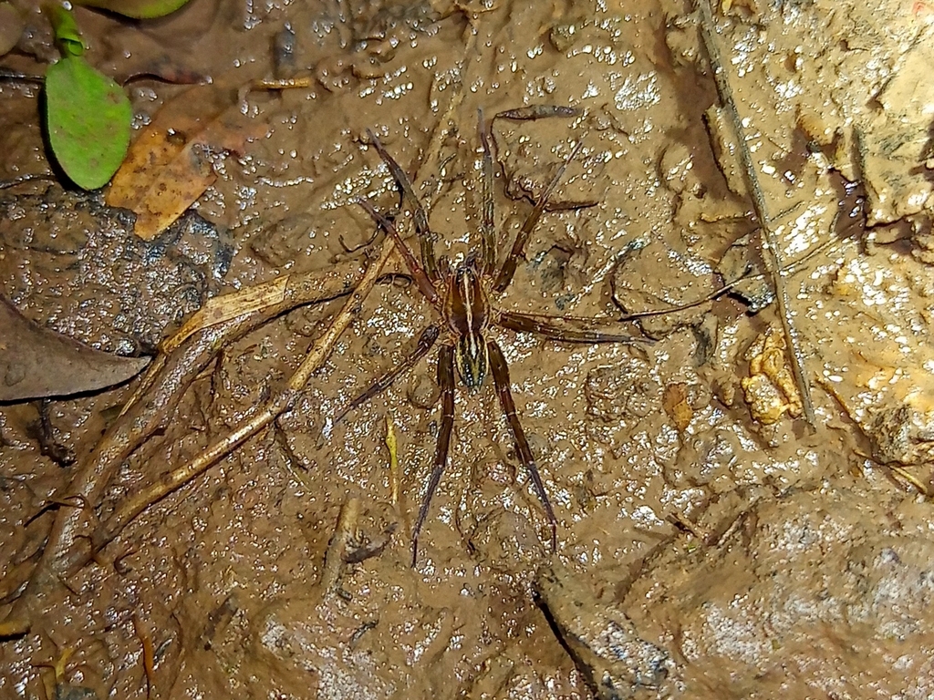 Trochosa humicola