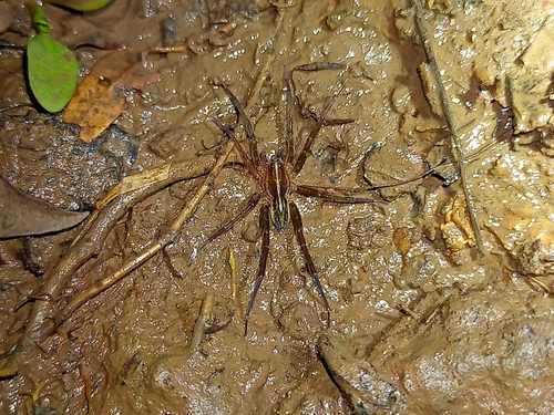 Trochosa humicola