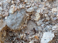 Cyphomyrmex flavidus